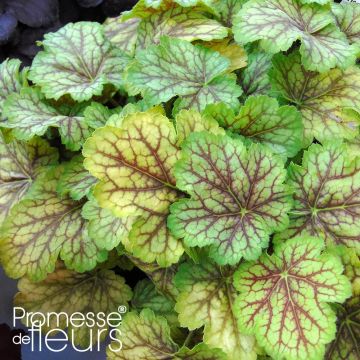 Heuchera Van Gogh Master Painters