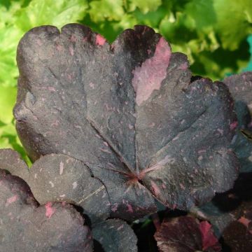 Heuchera Midnight Rose