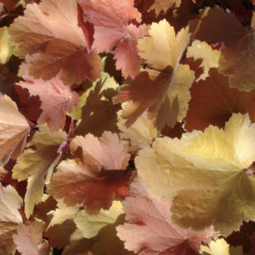 Heuchera Southern Comfort