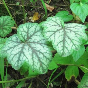 Heuchera americana Dales Strain