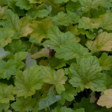 Heuchera Electric Lime