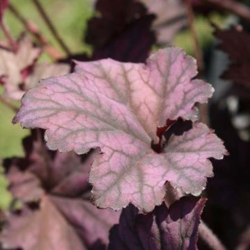 Heuchera Plum Pudding