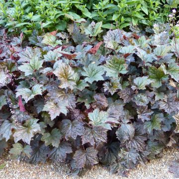 Heuchera micrantha var. diversifolia Palace Purple