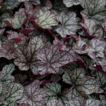 Heuchera Prince of Silver