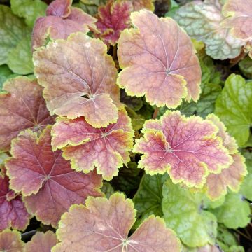 Heuchera Tiramisu