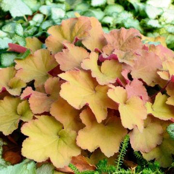 Heuchera Caramel Heuchera Caramel
