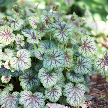 Heuchera Green Spice Heuchera Green Spice