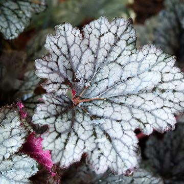 Heuchera Plum Pudding Heuchera Plum Pudding