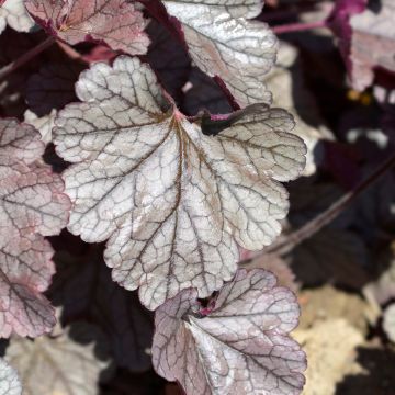 Heuchera Prince of Silver Heuchera Prince of Silver
