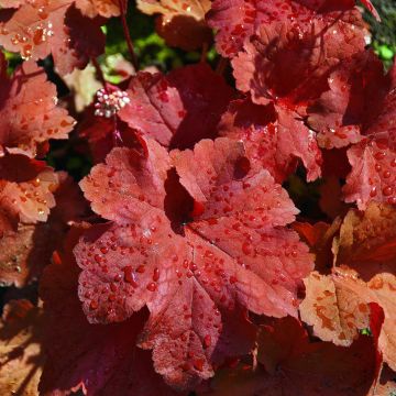 Heuchera Rio® Heuchera Rio®