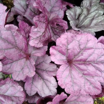 Heuchera Dolce® Wildberry