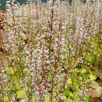 Heucherella Citrus Shock