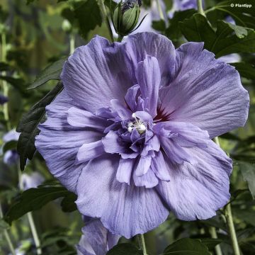 Hibisco-da-síria Blue Chiffon - Hibiscus syriacus