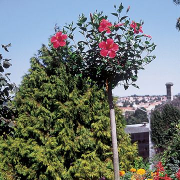 Hibiscus rosa-chinensis Sunny Cities Premiere Red - Hibisco-da-china