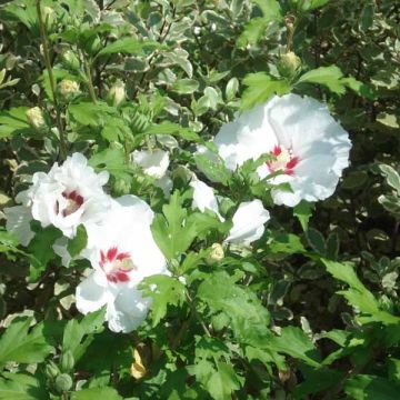 Hibisco-da-síria Sup'Heart - Hibiscus syriacus