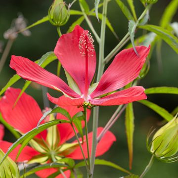 Hibiscus coccineus - Hibisco-escarlate