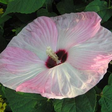 Hibisco-dos-pântanos Fujin - Hibiscus moscheutos