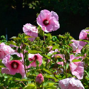 Hibisco-dos-pântanos PLANET Solène - Hibiscus moscheutos