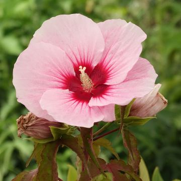 Hibisco-dos-pântanos Pink Candy - Hibiscus moscheutos