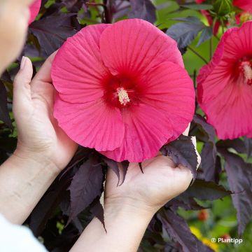 Hibisco-dos-pântanos Pink Passion - Hibiscus moscheutos
