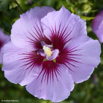 Hibisco-da-síria B'twist Lavender - Hibiscus syriacus