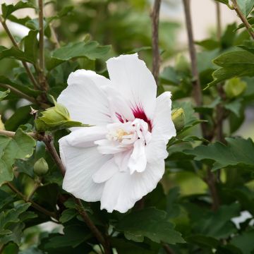 Hibisco-da-síria China Chiffon - Hibiscus syriacus