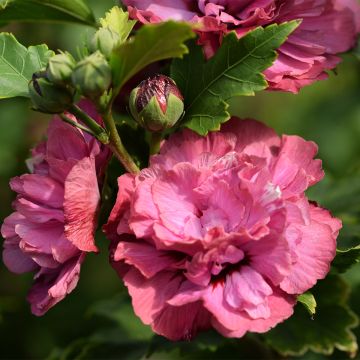 Hibisco-da-síria Duc de Brabant - Hibiscus syriacus