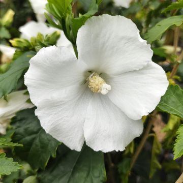 Hibisco-da-síria Eléonore - Hibiscus syriacus