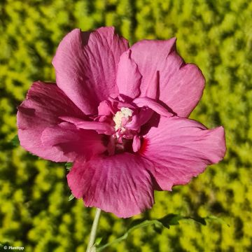 Hibisco-da-síria Flower Tower Ruby - Hibiscus syriacus