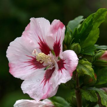 Hibisco-da-síria Hamabo - Hibiscus syriacus