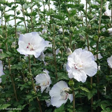 Hibisco-da-síria Igloo - Hibiscus syriacus