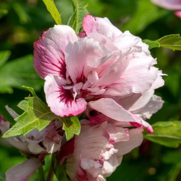 Hibisco-da-síria Lady Stanley - Hibiscus syriacus