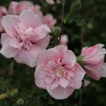 Hibisco-da-síria Pink Chiffon - Hibiscus syriacus