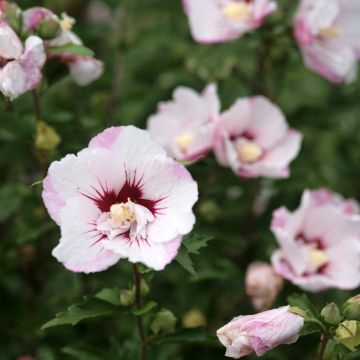 Hibisco-da-síria Pinky Spot - Hibiscus syriacus