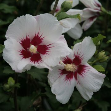 Hibisco-da-síria Shintaeyang - Hibiscus syriacus