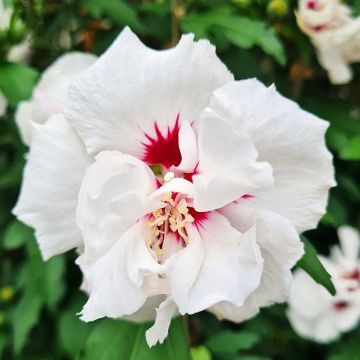 Hibisco-da-síria Speciosus - Hibiscus syriacus