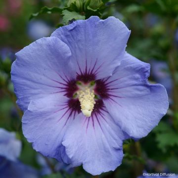 Hibisco-da-síria Sup'Blue - Hibiscus syriacus