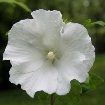 Hibisco-da-síria Totus Albus - Hibiscus syriacus