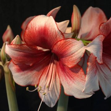 Amarílis Hippeastrum Charisma