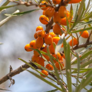 Hippophae rhamnoides Frugana
