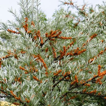 Hippophae rhamnoides Hergo