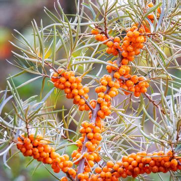 Hippophae rhamnoides em sementes - Espinheiro-amarelo