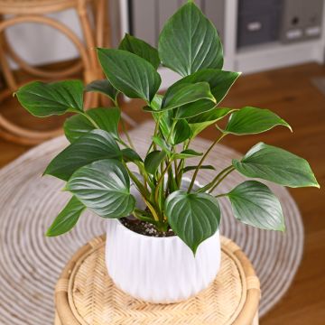 Homalomena wallisii Emerald Gem