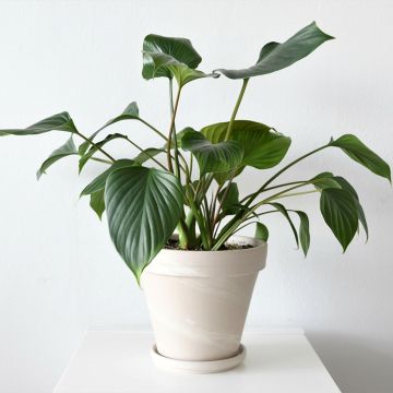 Homalomena wallisii Emerald Gem