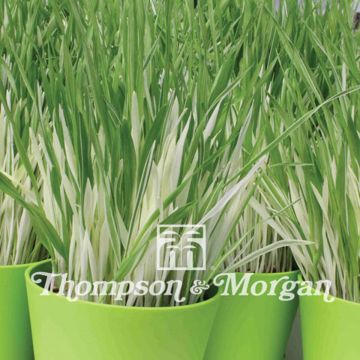 Hordeum vulgare Variegata em sementes