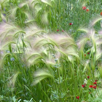 Hordeum jubatum em sementes Hordeum jubatum em sementes