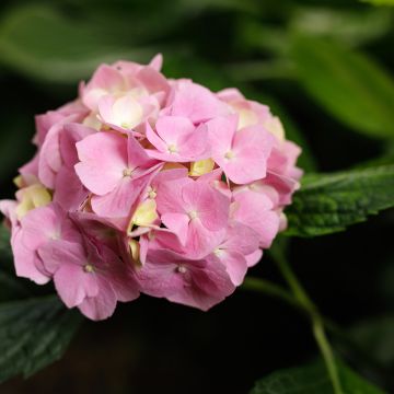 Hortênsia macrophylla Messalina