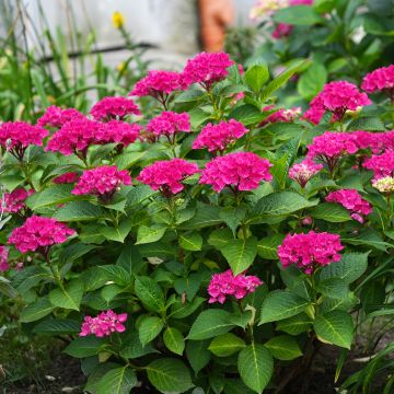 Hortênsia macrophylla Pia