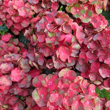 Hortênsia macrophylla Rebellion Choco Love