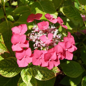 Hortênsia macrophylla Rotkehlchen